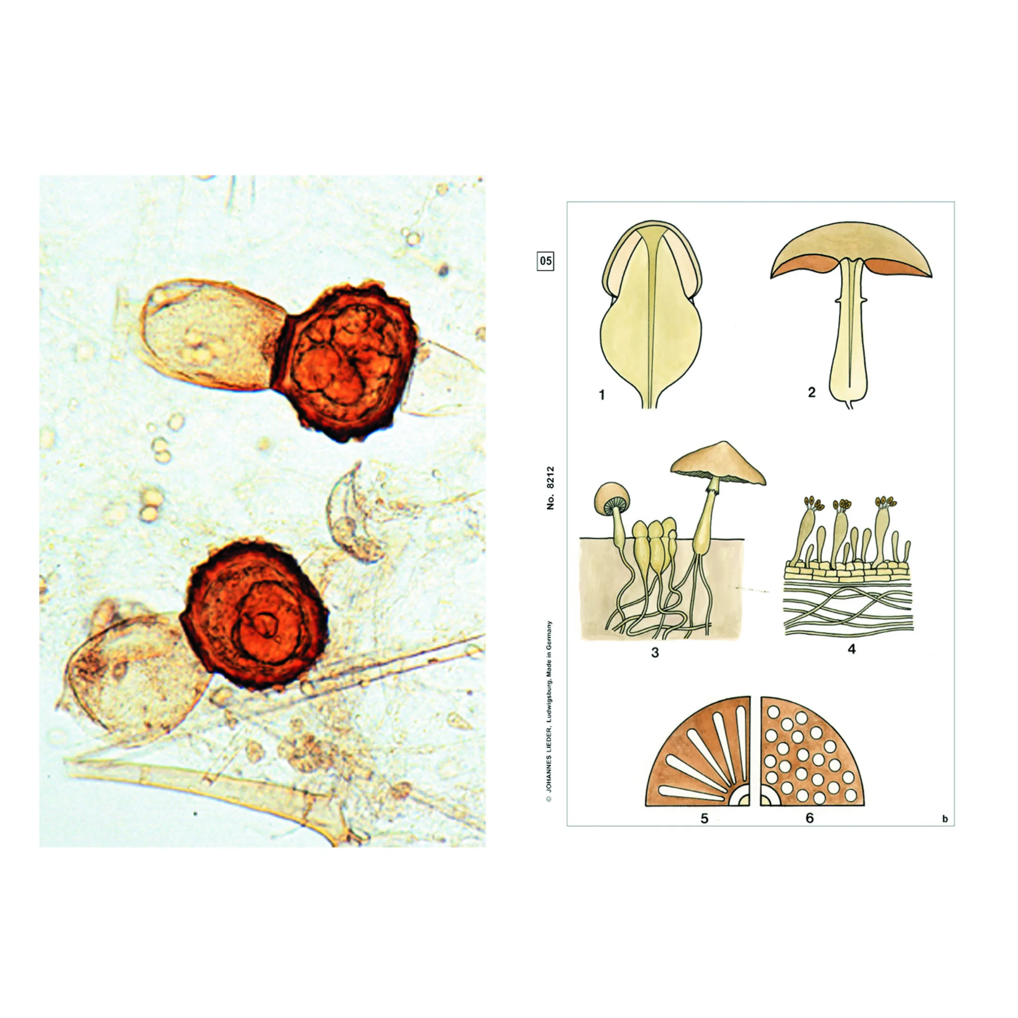 Plantes sans fleurs (Cryptogamae), kit étudiant de base (12 préparations),