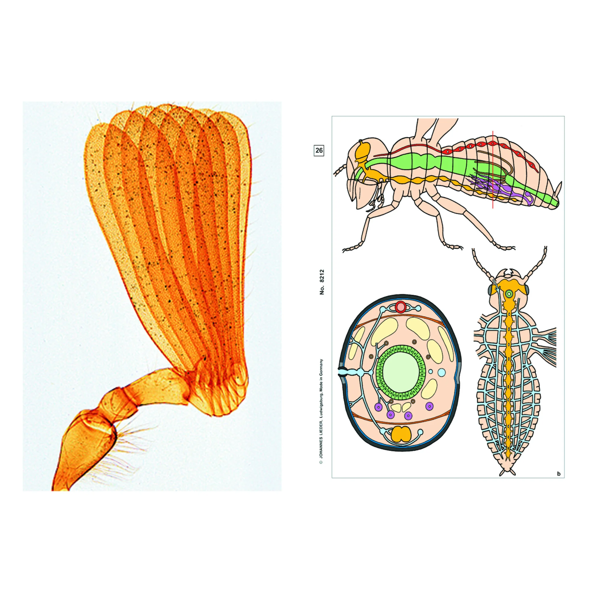 Insectes, complément (12 préparations), kit étudiant