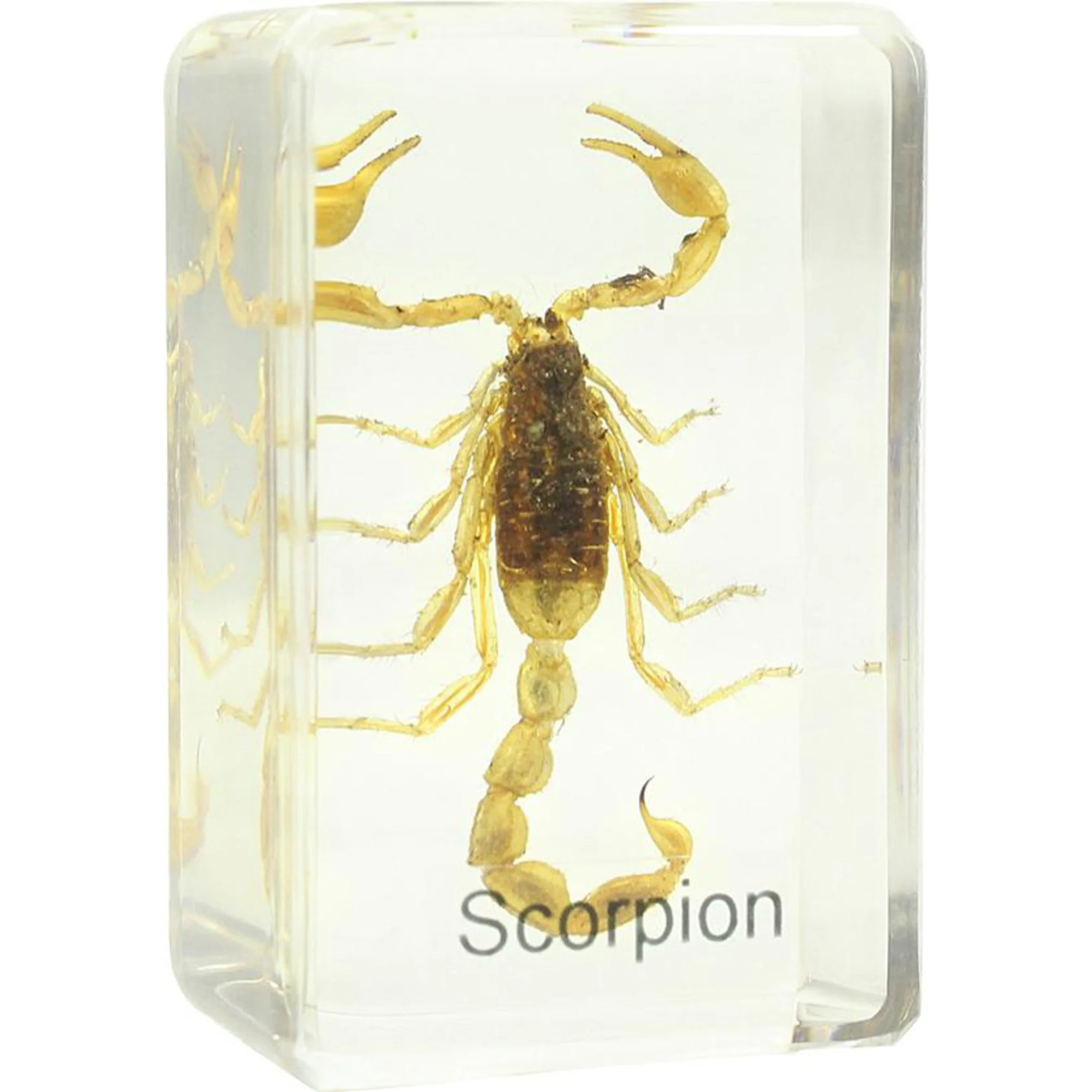 Préparation permanante  scorpion