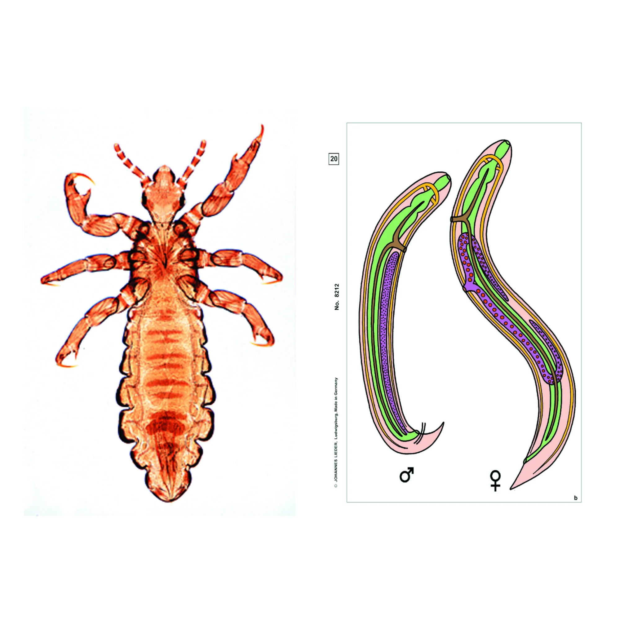 Parasites, complément (12 préparations), kit étudiant