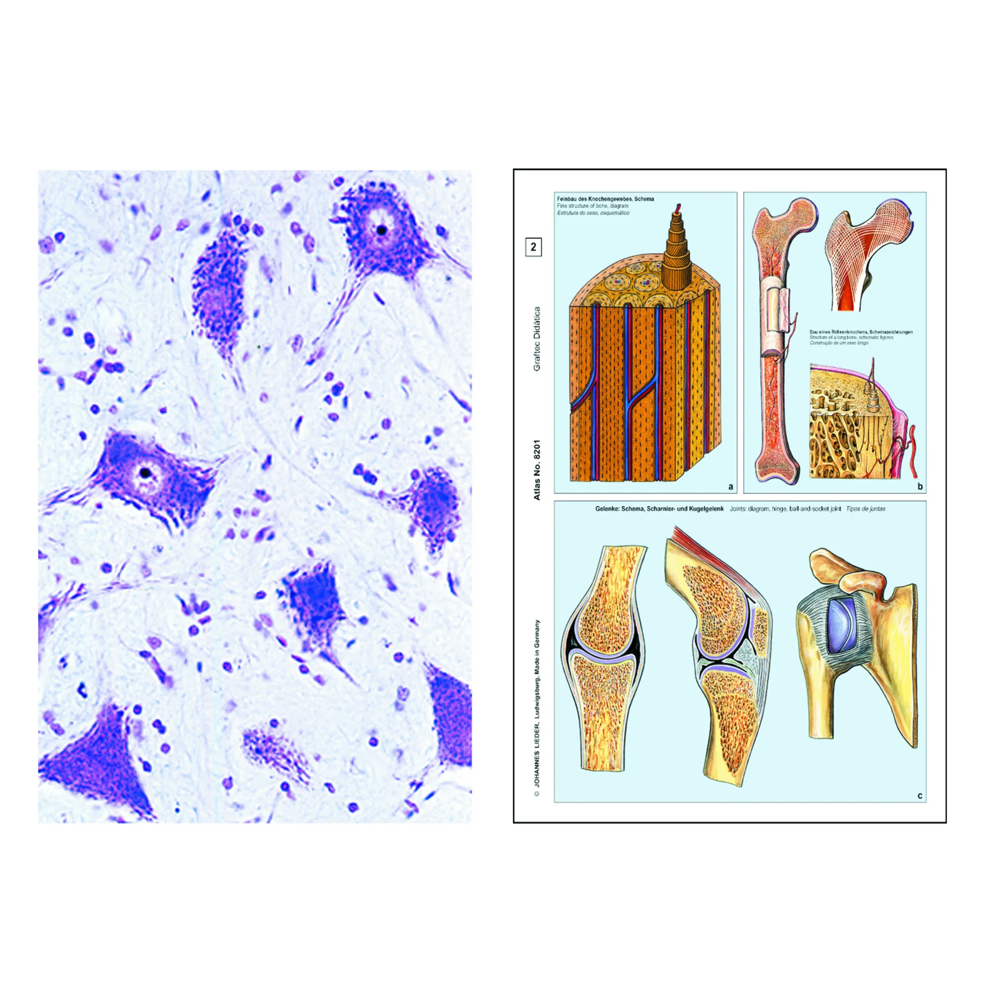 La cellule animale (cytologie), base (6 préparations), kit étudiant