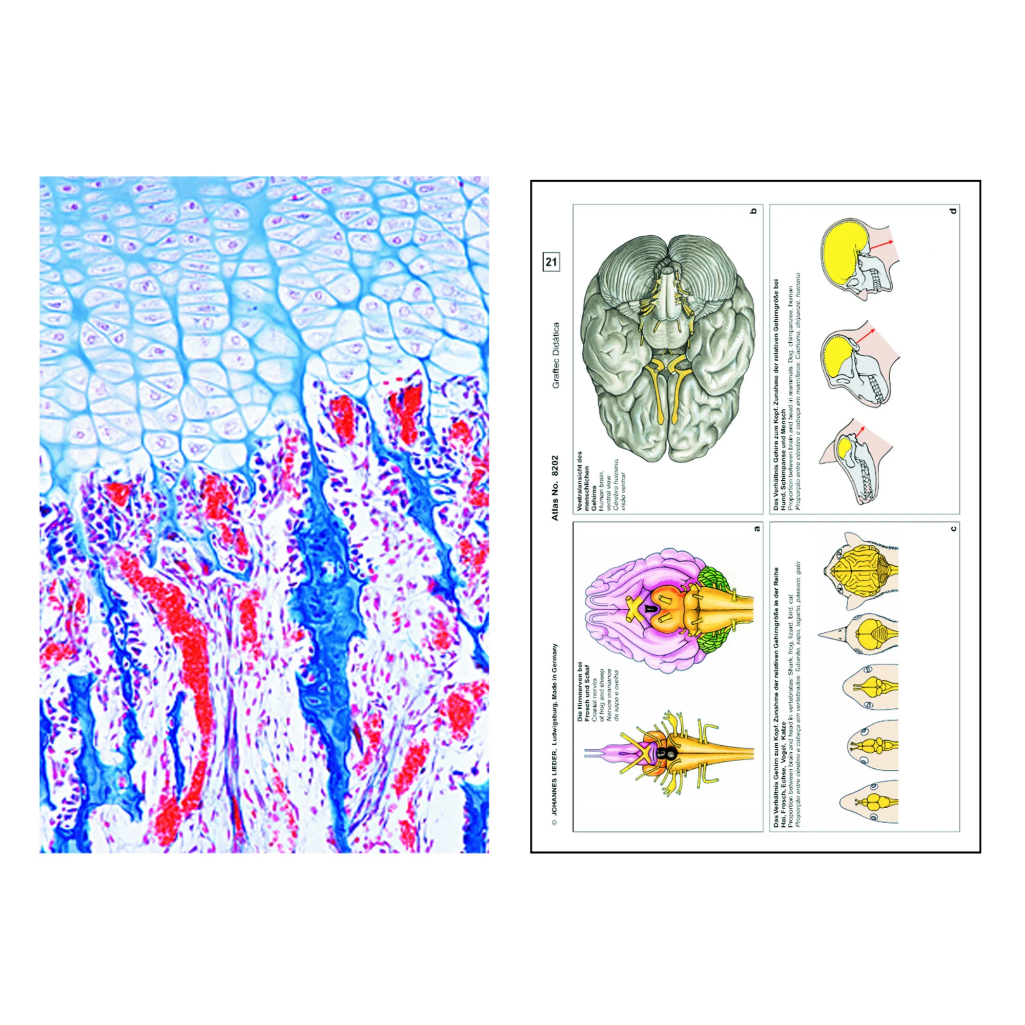 Histologie humaine et annimale, complément II (12 préparations), kit étudiant